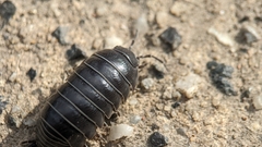 Armadillidium vulgare