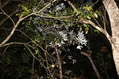 Banksia integrifolia