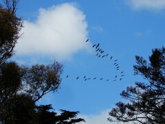 Threskiornis spinicollis