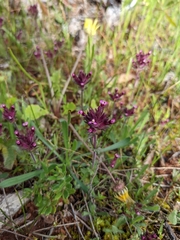 Parentucellia latifolia