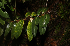 Rhodomyrtus psidioides