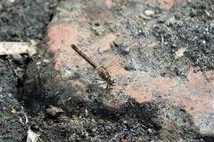 Brachythemis leucosticta