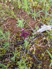 Parentucellia latifolia