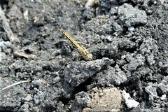 Brachythemis leucosticta