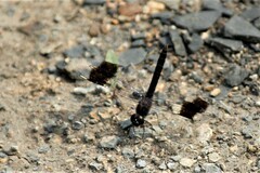 Brachythemis leucosticta