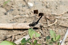 Brachythemis leucosticta