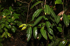 Rhodomyrtus psidioides