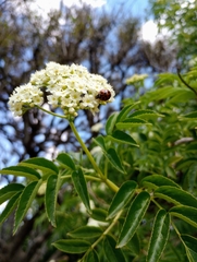 Sambucus australis