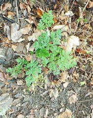 Anthriscus sylvestris