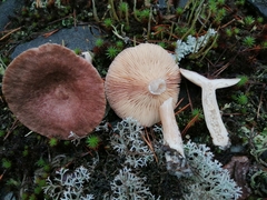 Lactarius mammosus