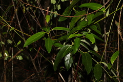 Parsonsia straminea
