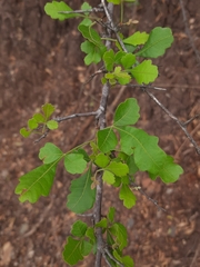 Rhus mysorensis