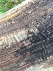 Oligolophinae