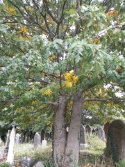 Quercus cerris