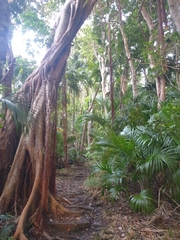 Ficus macrophylla columnaris