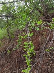 Rhus mysorensis