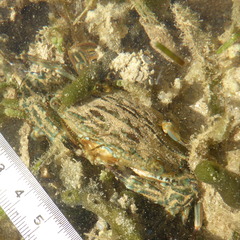 Portunidae
