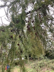 Larix decidua