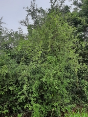 Rhus mysorensis