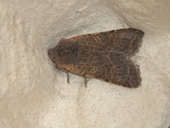 Agrochola lychnidis