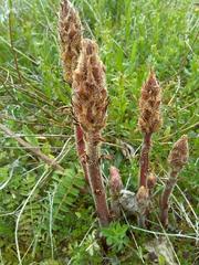 Orobanche alba