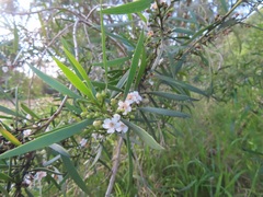 Myoporum