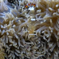 Ancylocaris brevicarpalis