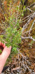 Coprosma quadrifida