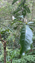 Coffea arabica