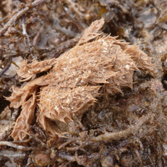 Pilumnus vespertilio