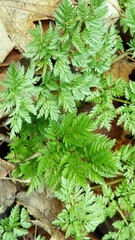 Anthriscus sylvestris