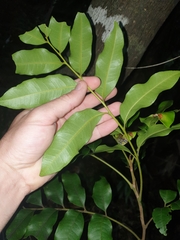Dysoxylum pachyphyllum