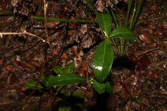 Myrsine variabilis