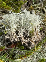 Cladonia portentosa