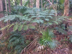 Cyatheales