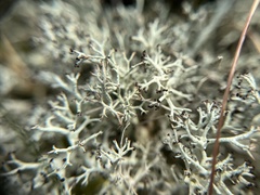 Cladonia portentosa