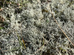 Cladonia portentosa