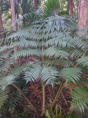Cyatheales
