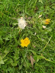 Taraxacum
