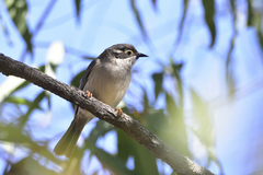Melithreptus brevirostris