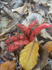Clathrus archeri
