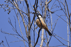 Pachycephala rufiventris