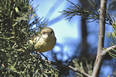 Acanthiza reguloides