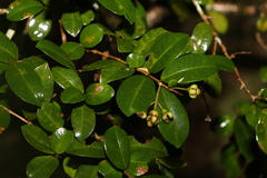Syzygium australe