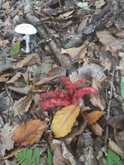 Clathrus archeri