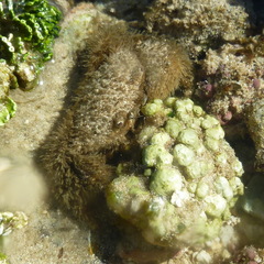 Pilumnus vespertilio