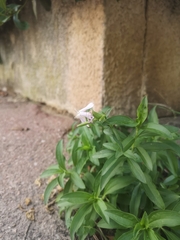 Saponaria officinalis
