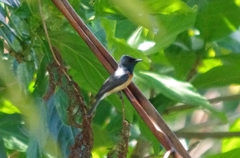 Myiagra vanikorensis