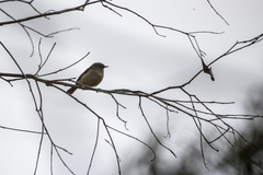 Acanthiza reguloides