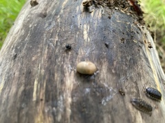 Succinea putris